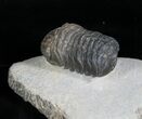 Detailed Phacops Trilobite From Morocco #4231-3